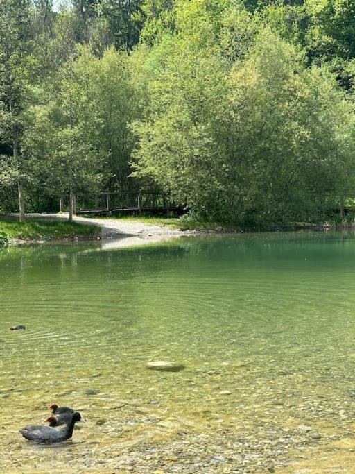 알비-쉐랑 Cocon A La Campagne,Proche Annecy 아파트 외부 사진